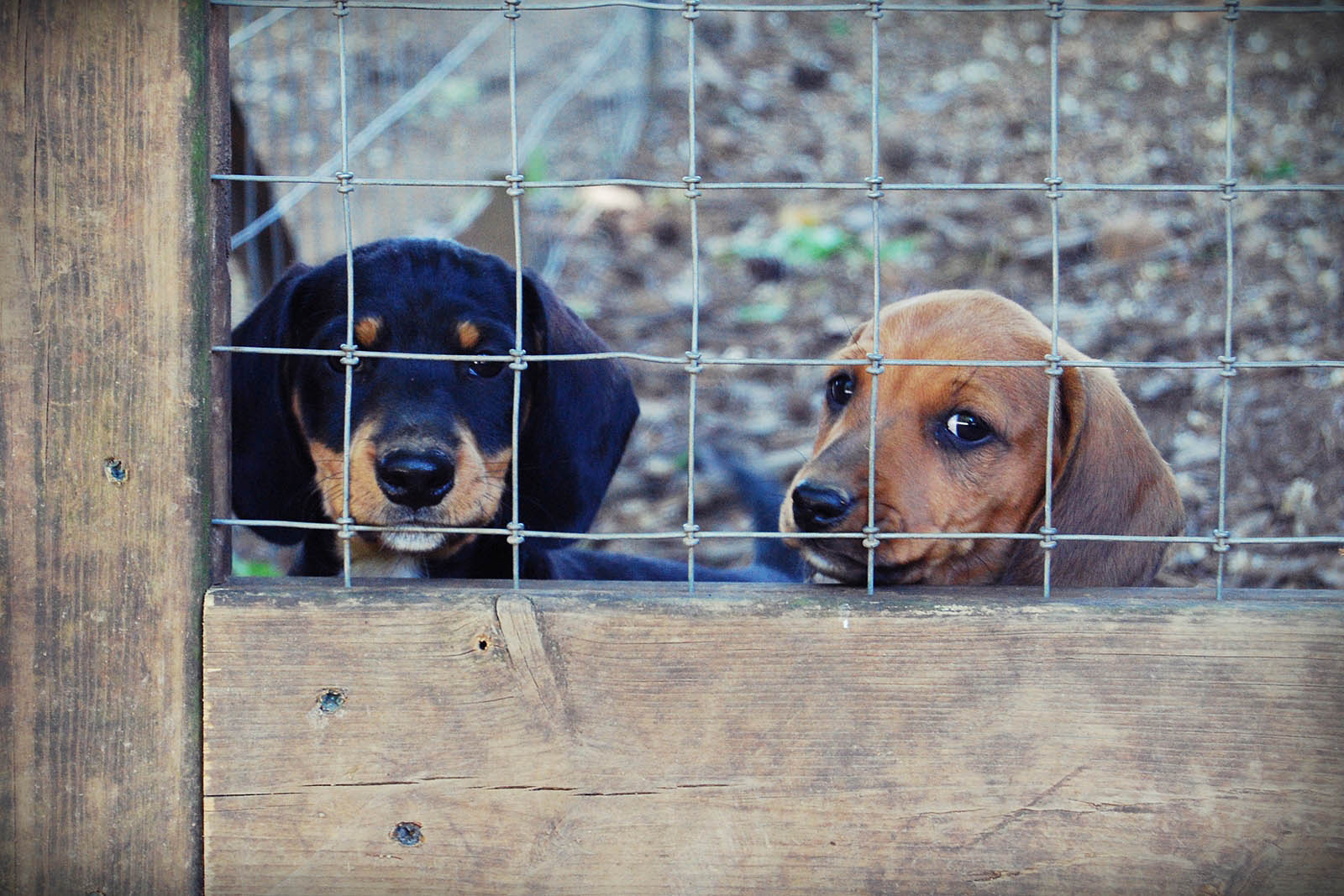 Greystone kennels clearance