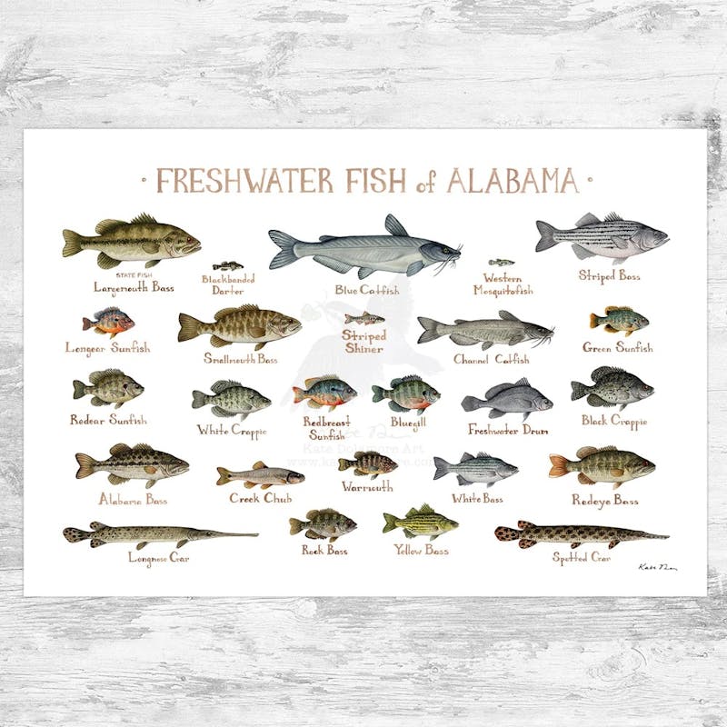 Alabamafish .jpeg?ixlib=rails 2.1