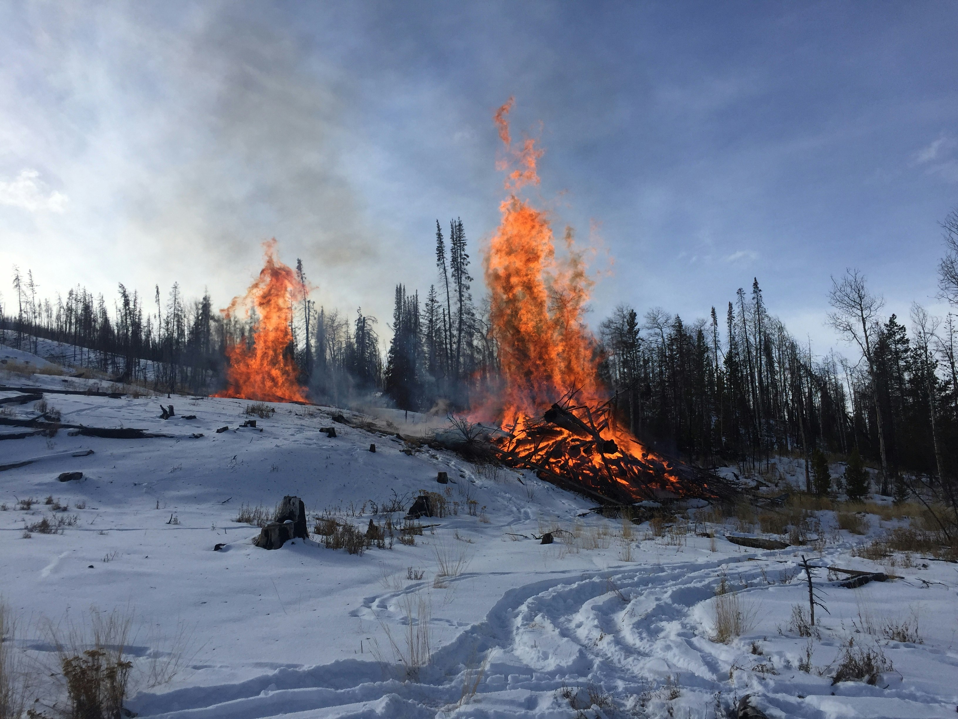 Forest Stewardship at The Ranch
