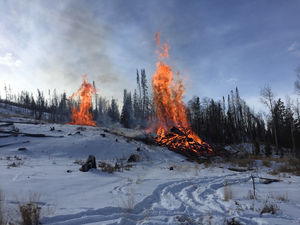 Forest Stewardship at The Ranch | Teton Valley Ranch Camp News