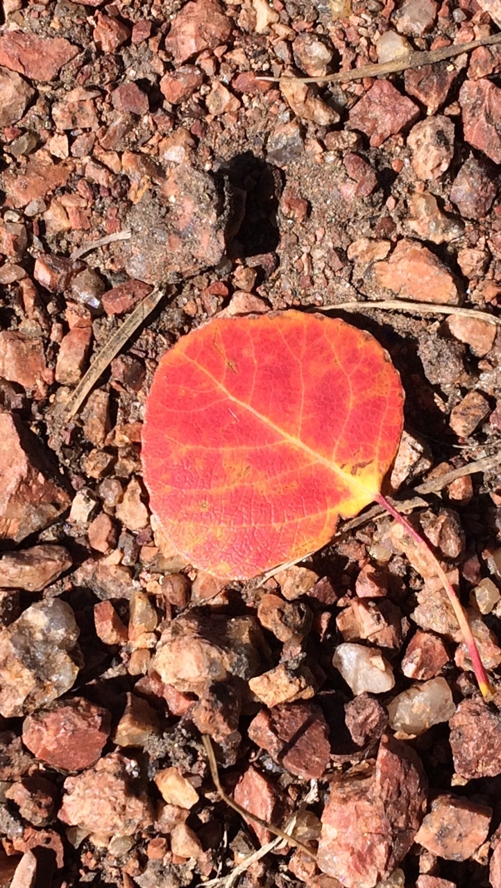 Why Are The Aspen So Red?