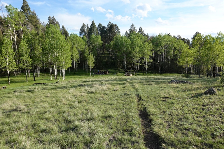 Interconnectedness and Resilience: Lessons from an Aspen Grove