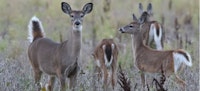 White tailed deer and covid.jpg?ixlib=rails 2.1