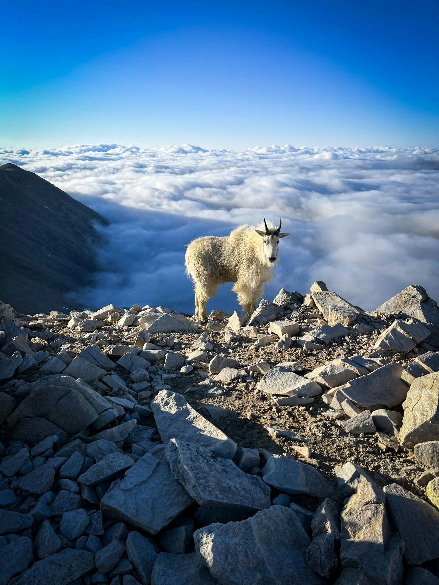 mountain goat