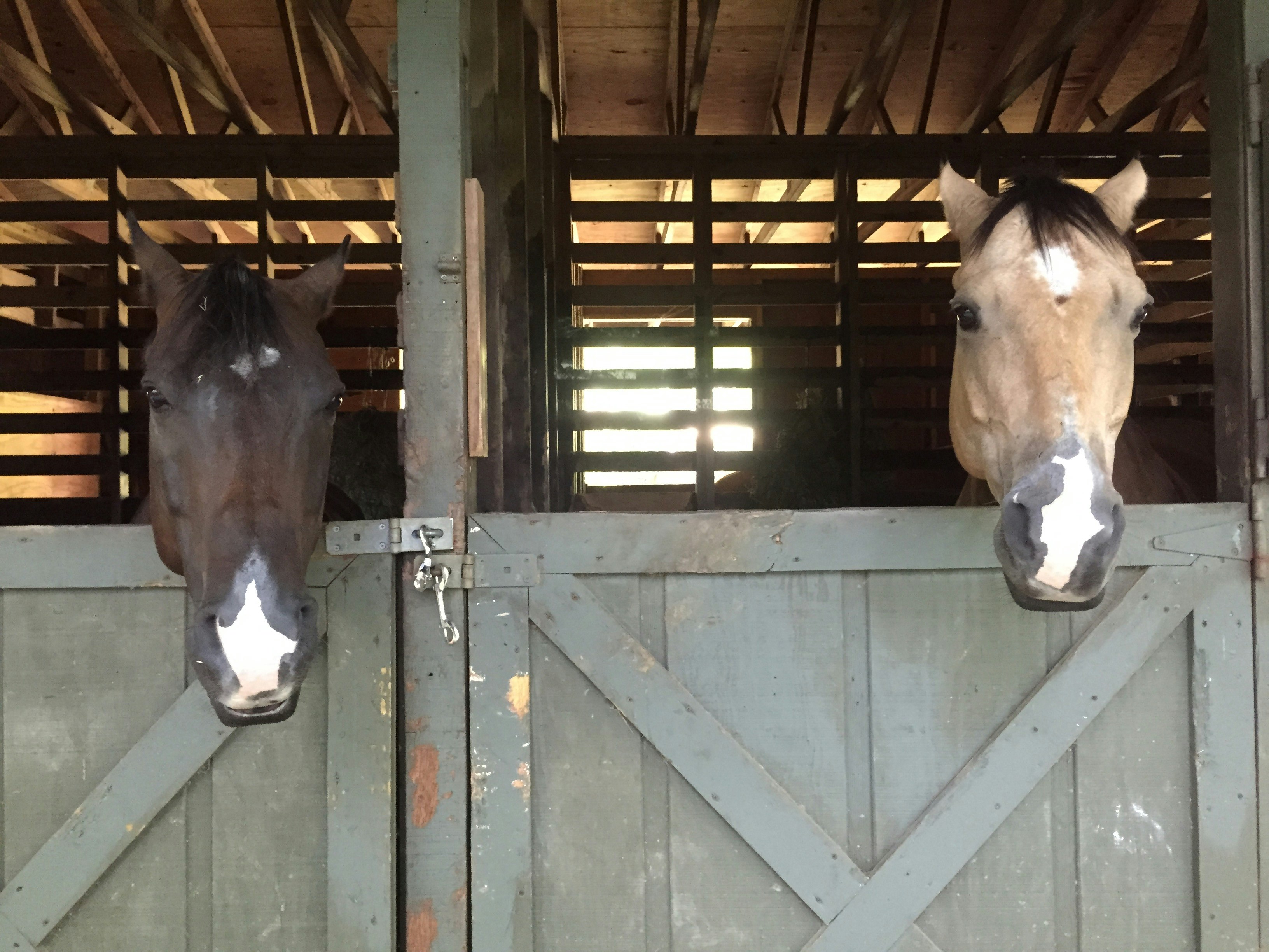 Camp Highlander's Horseback Riding Program