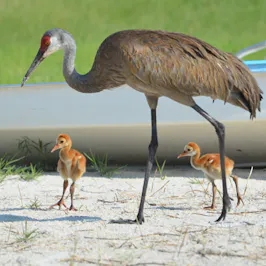 Mother crane with two younglings