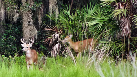 Two deer in emerging from the woods