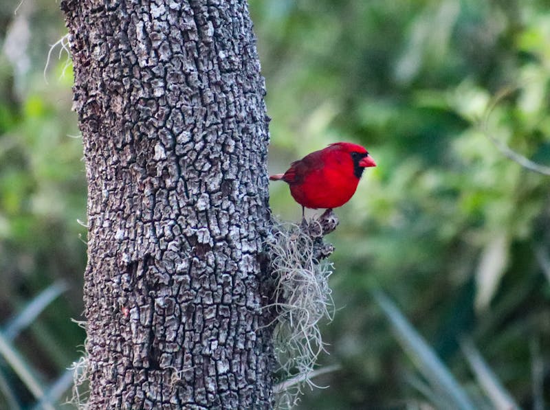 Red cardinal at florida dude ranch.jpg?ixlib=rails 2.1