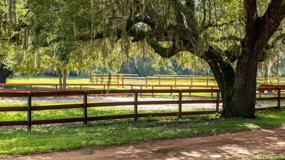 Florida old growth oak tree.jpg?ixlib=rails 2.1