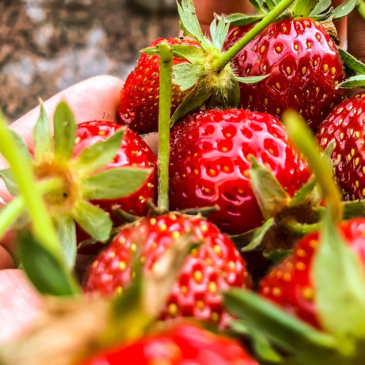 Fresh strawberries farm to table food.jpeg?ixlib=rails 2.1