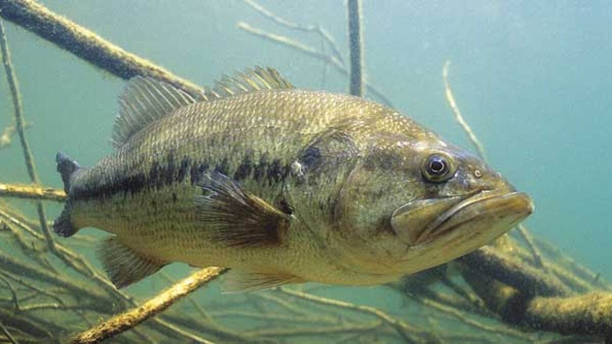 2024 Activity Additions!