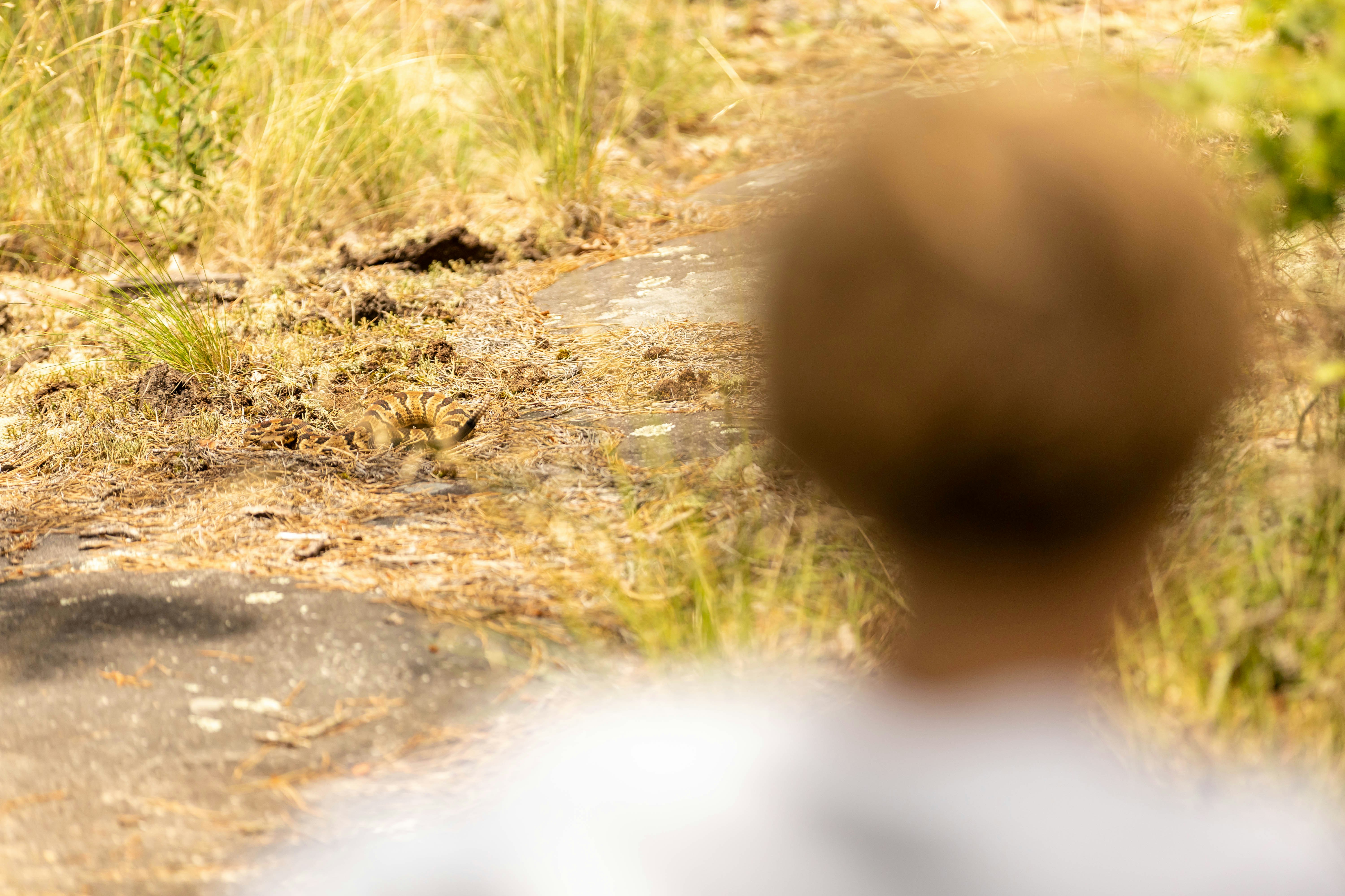 The Grand-Slaminal Quartet; The Permanent Campers of GRP