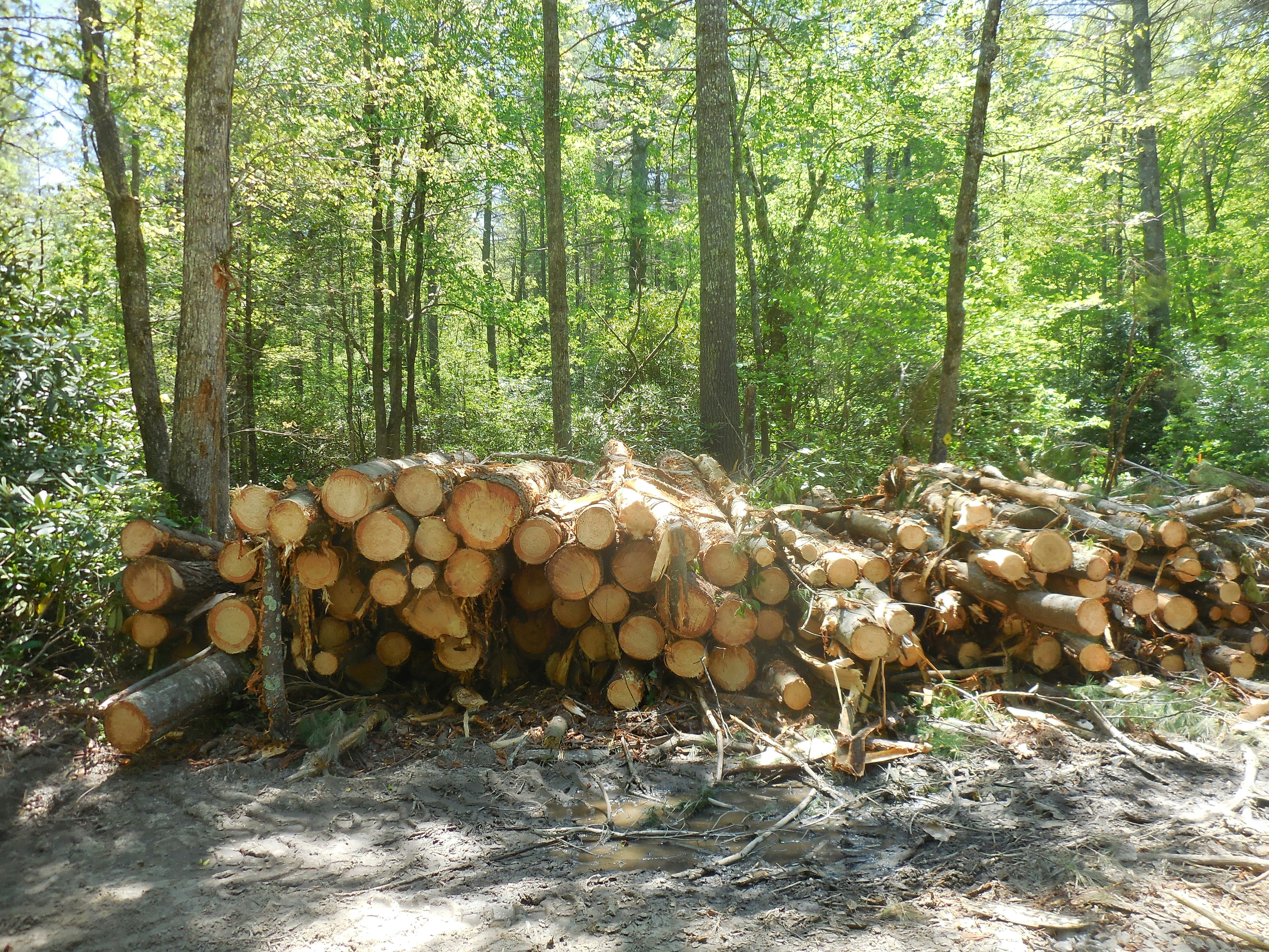Logging Project At GRP