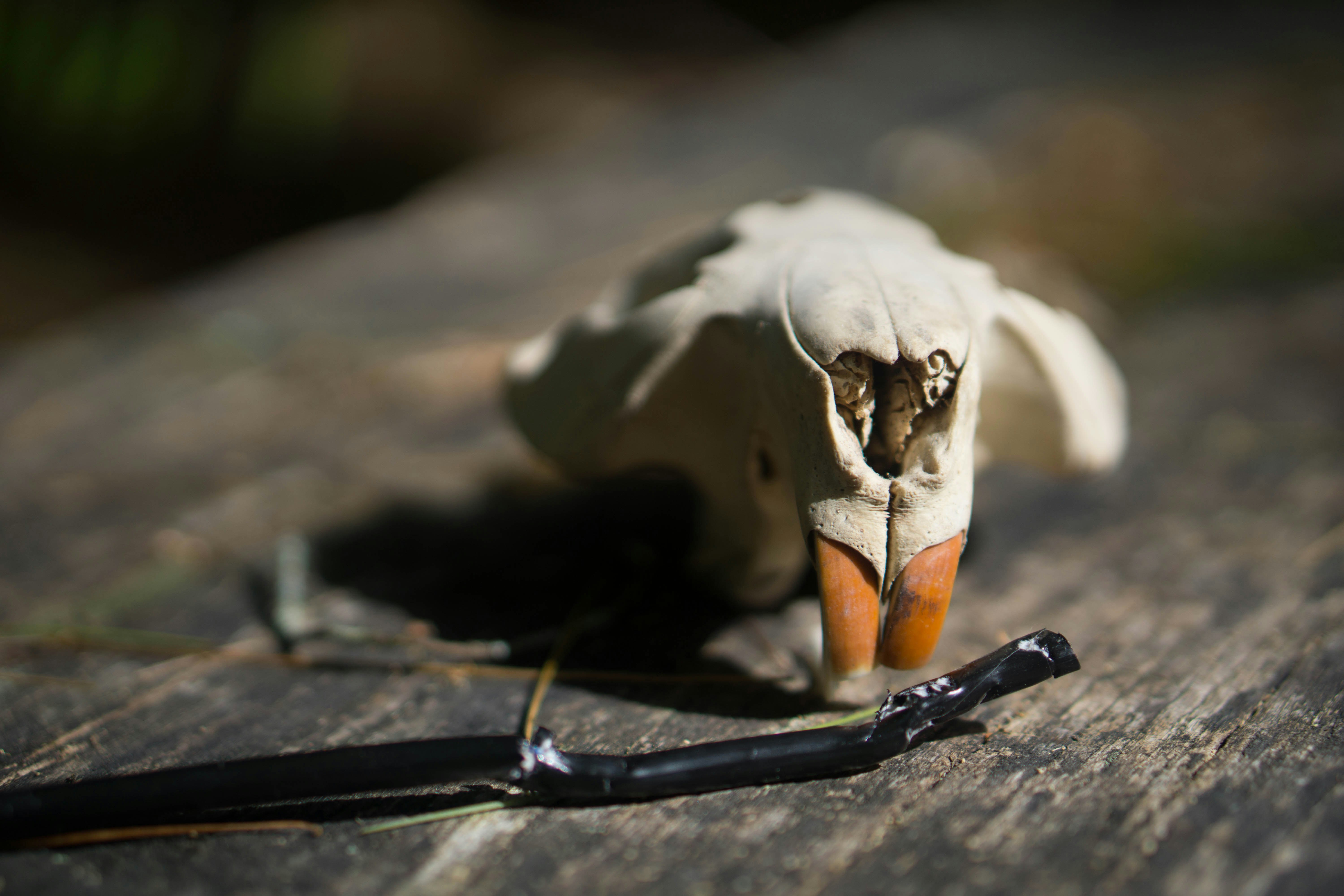 Who Ate The Internet?