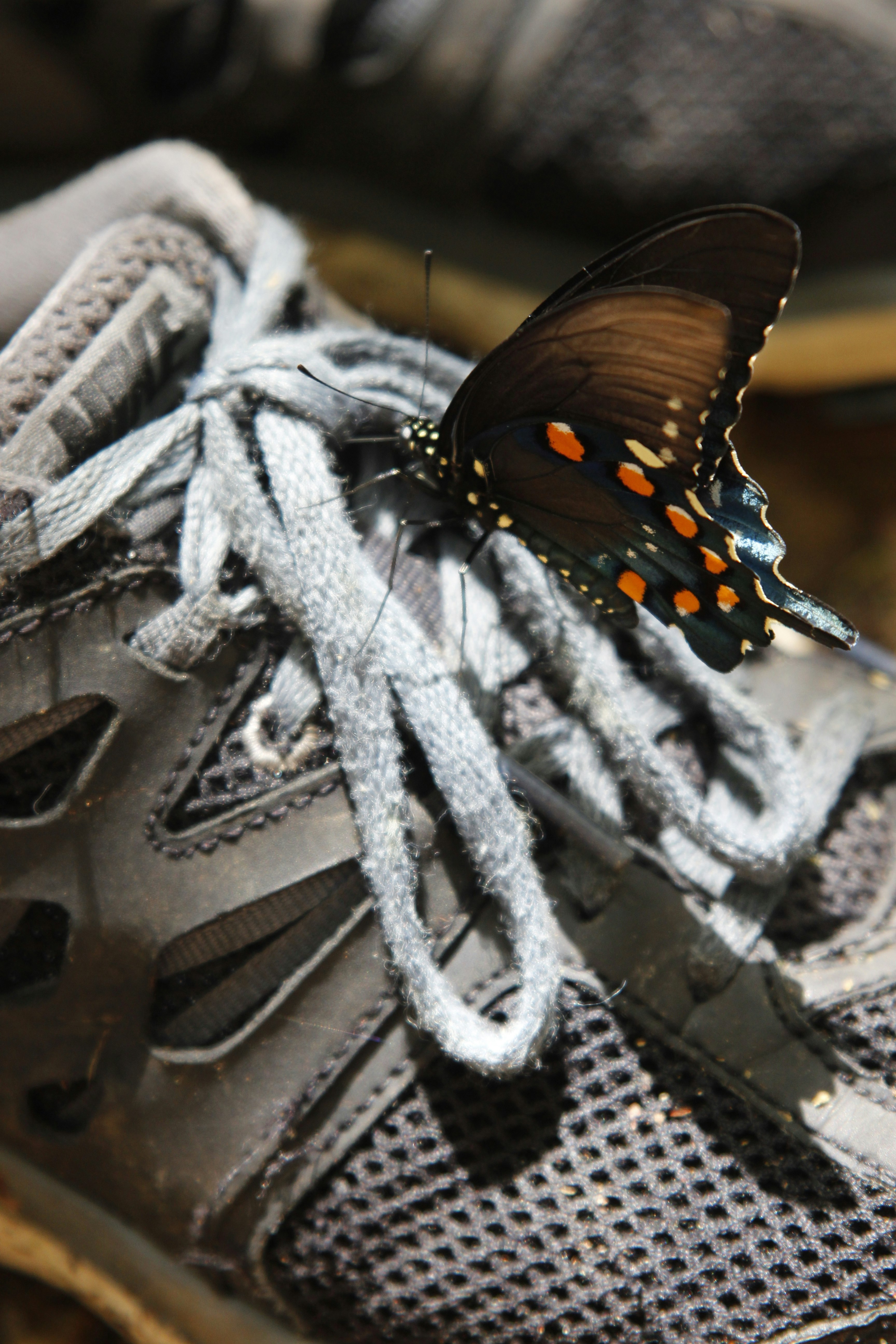 Getting Ready For A Green River Preserve Summer 