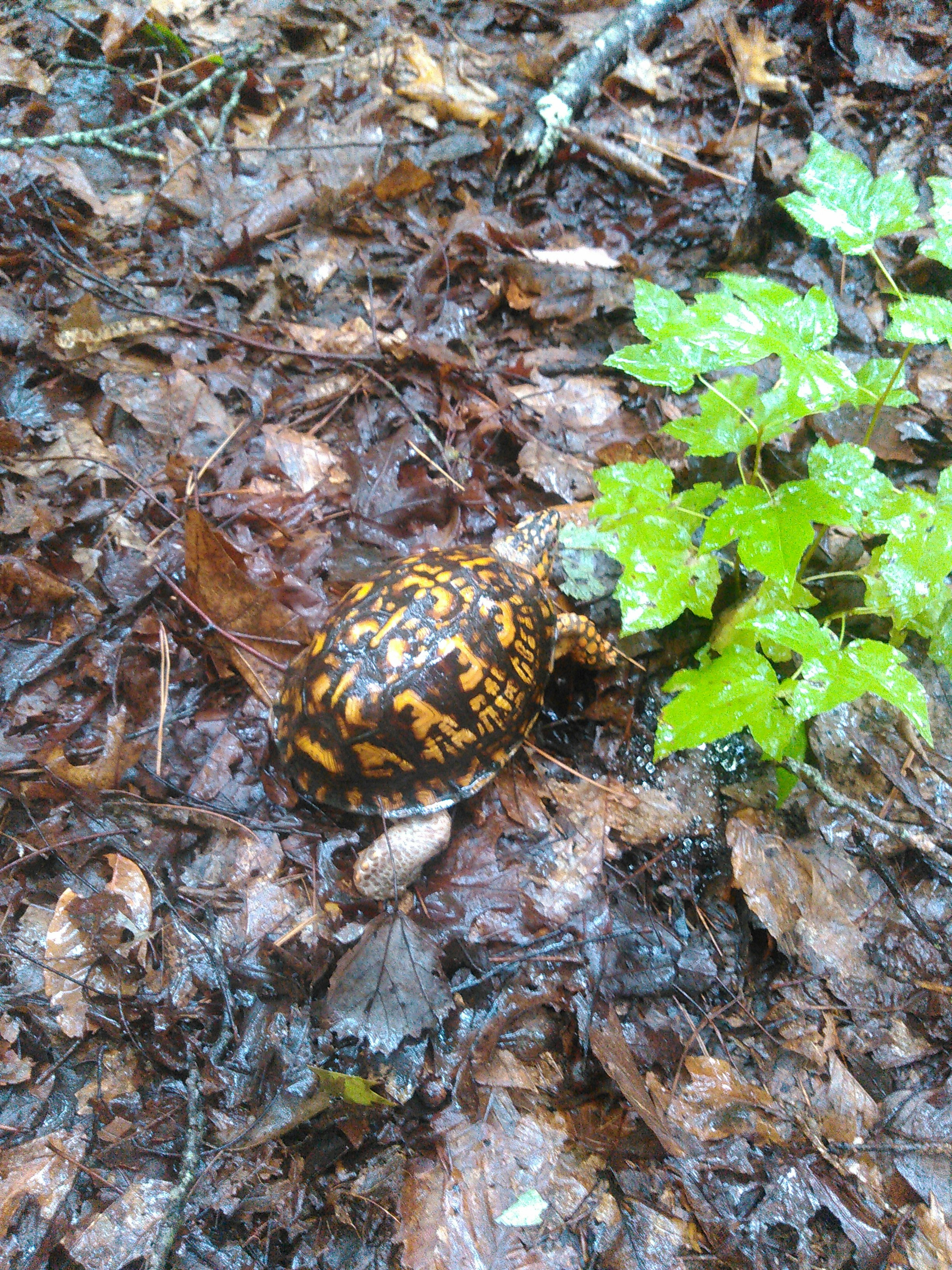 A surprising technique for teaching environmental education
