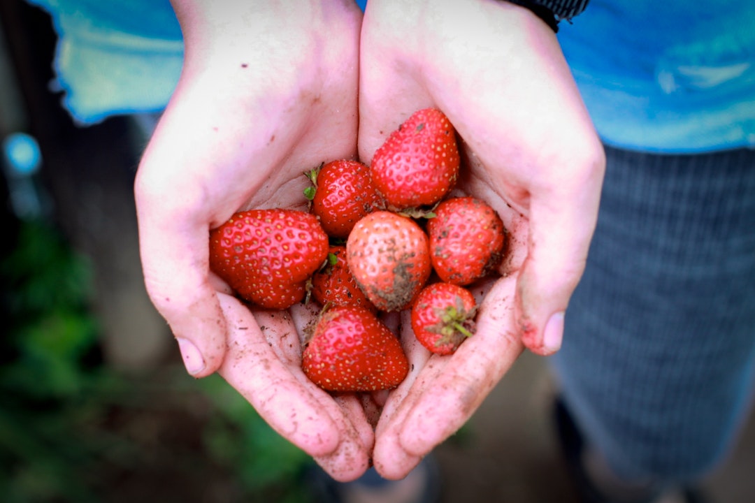 Introducing the New KALE Program 