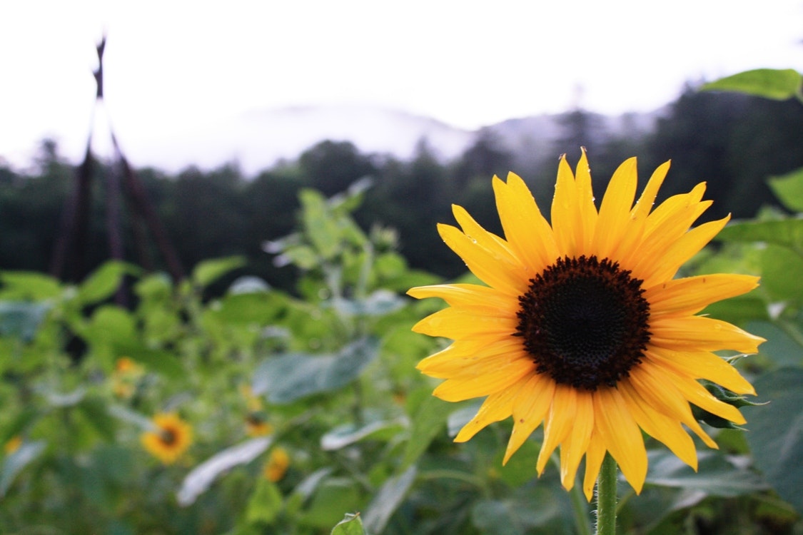 Happenings on the Farm