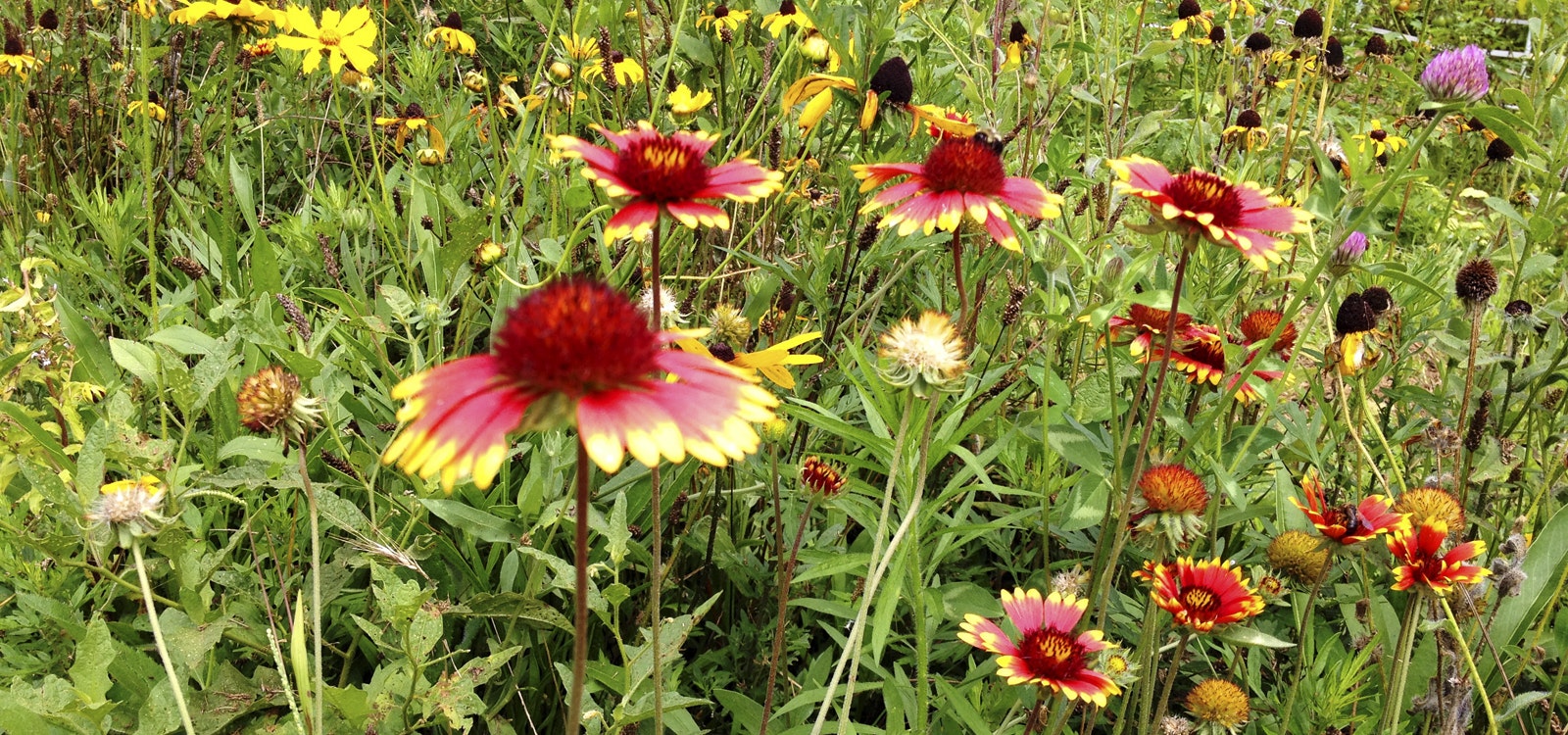 Blue Ridge Expeditions: Session 3 7/24-7/29