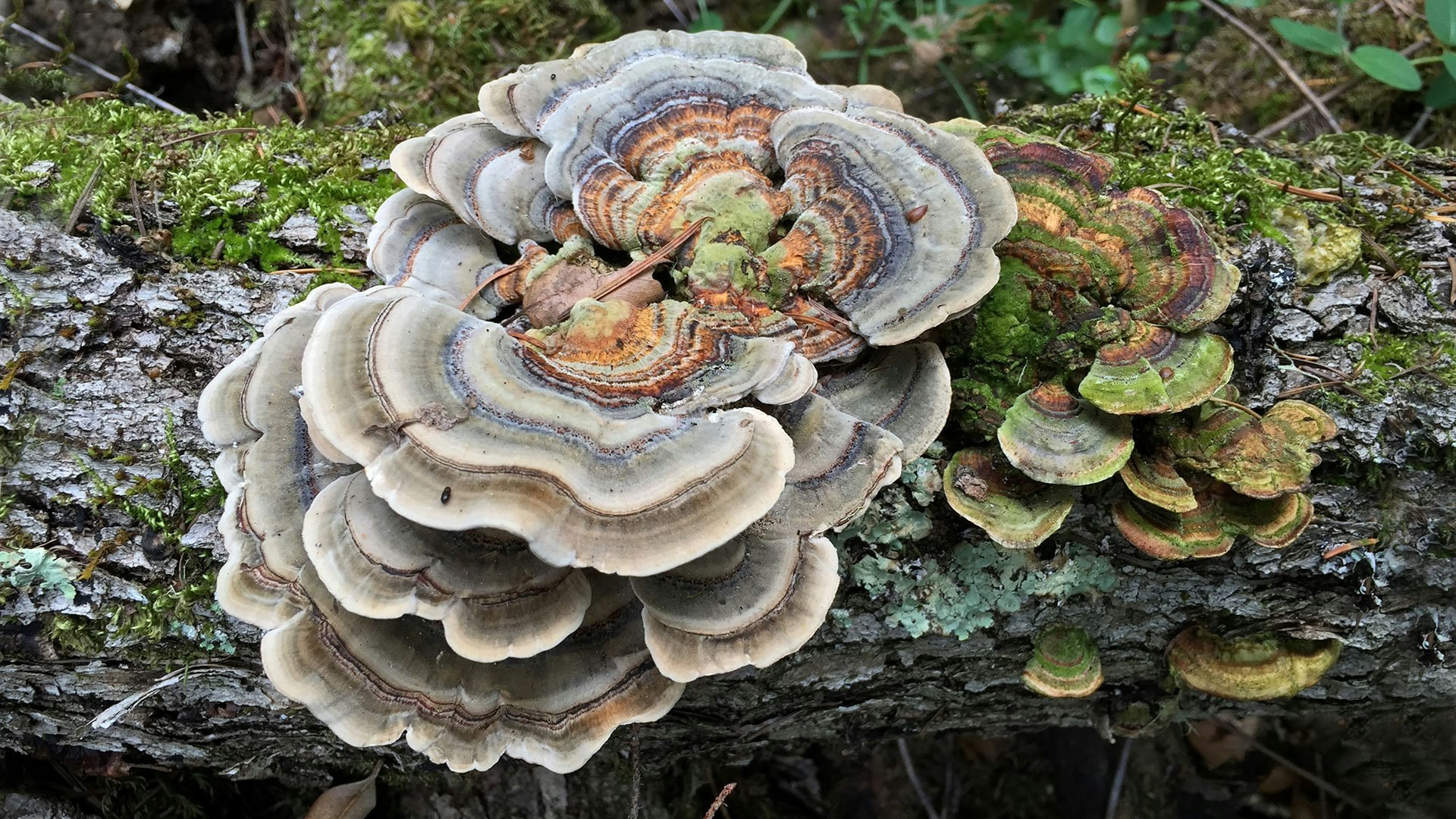 GRP's Mycelial Network