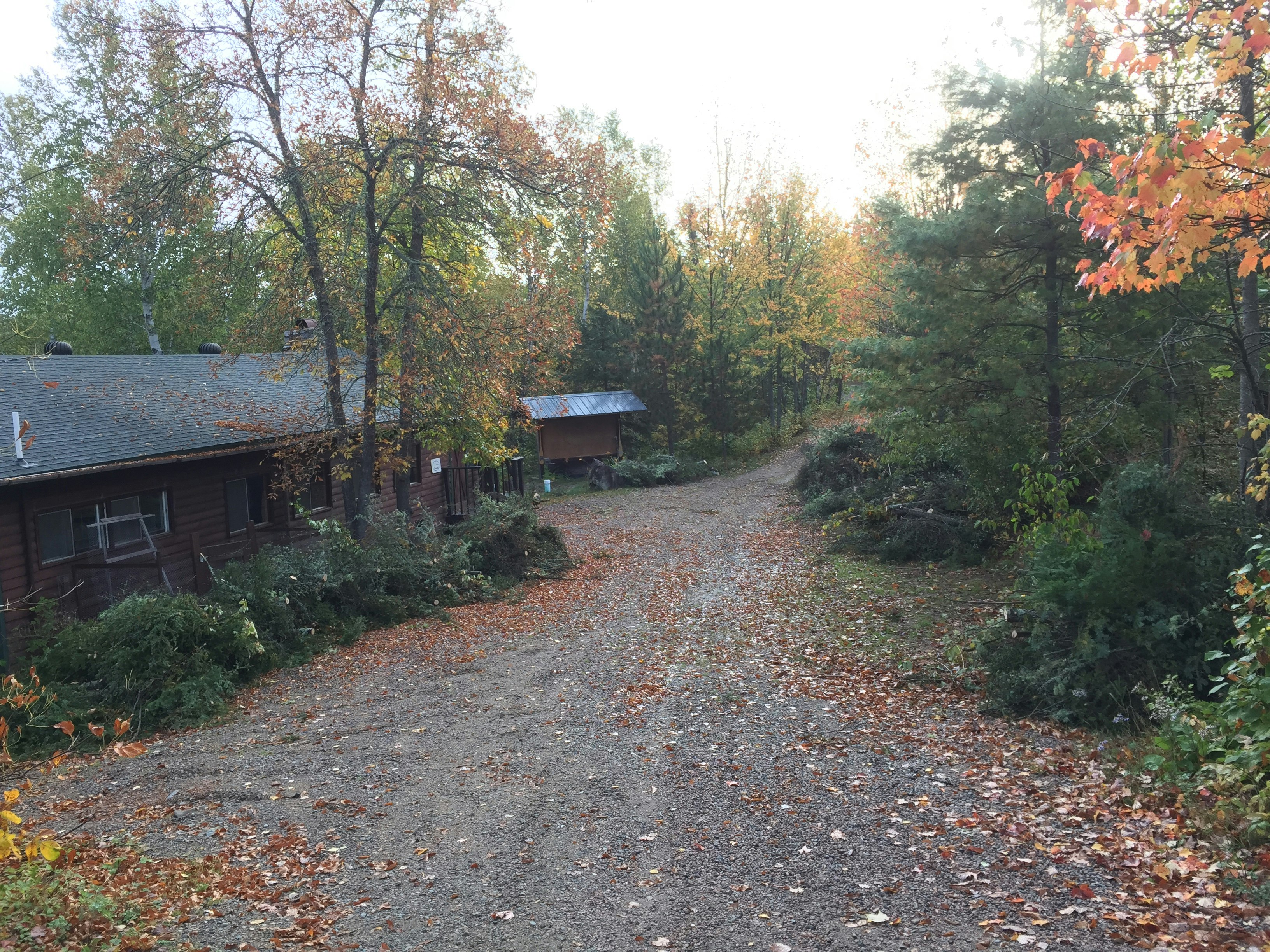 Why We Cut Down Balsams