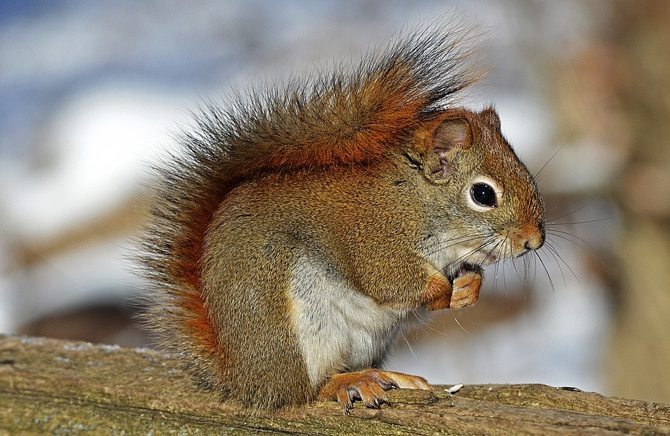 Jack Tropical's Animal Facts: Fishers and Red Squirrels