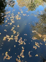 Little river with fall leaves.jpg?ixlib=rails 2.1